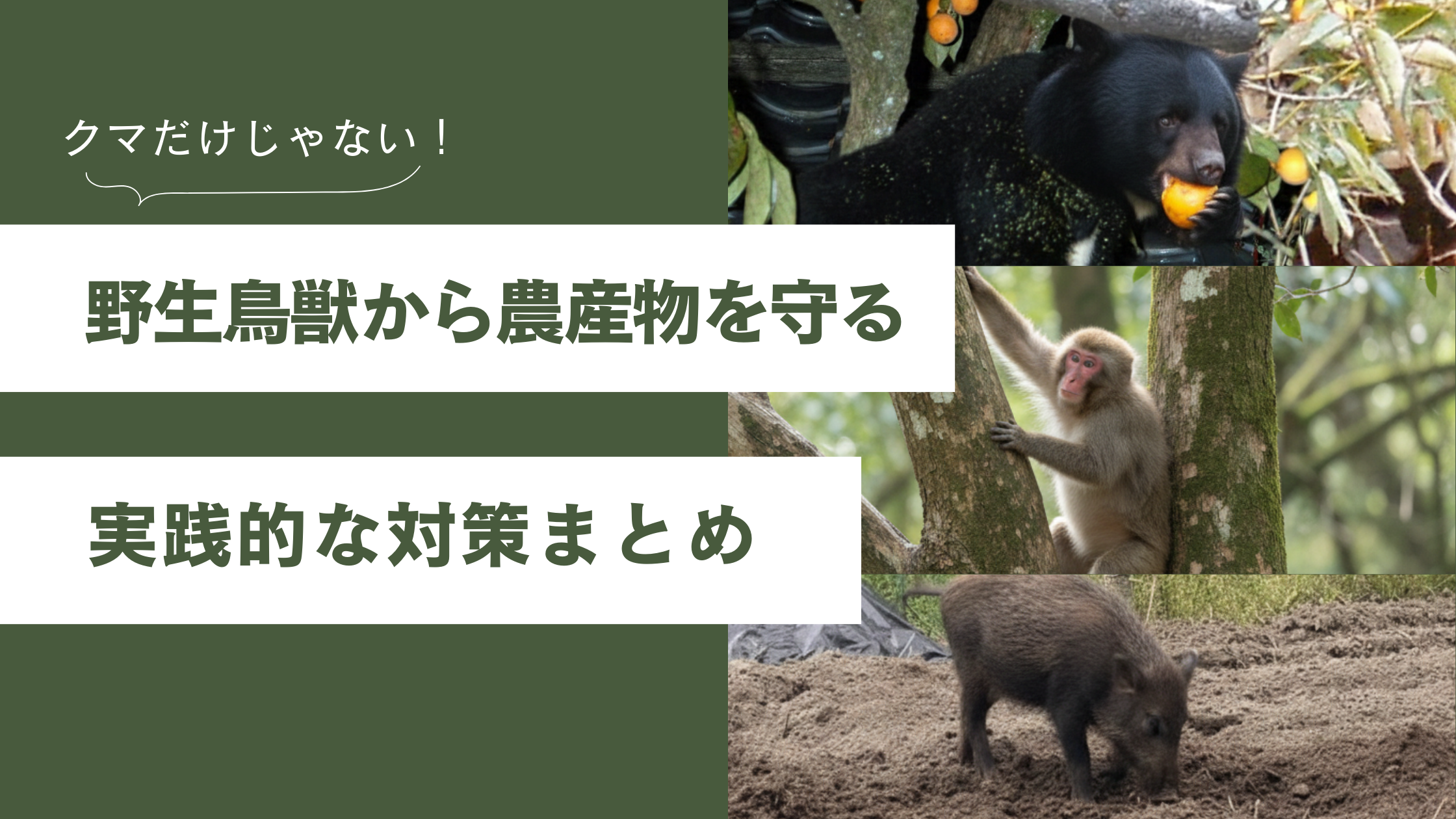 【2025年最新】熊の被害対策完全ガイド！初心者でもできる予防策から国の支援、成功事例まで徹底解説